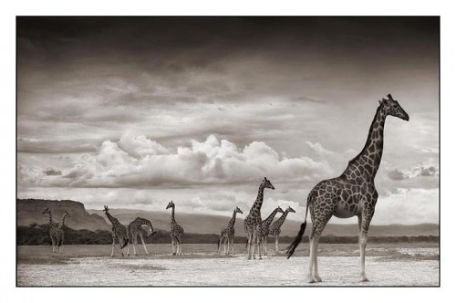 Giraffes on Lake Bed, Nakuru 2007.jpg (43 KB)